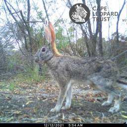 Hare